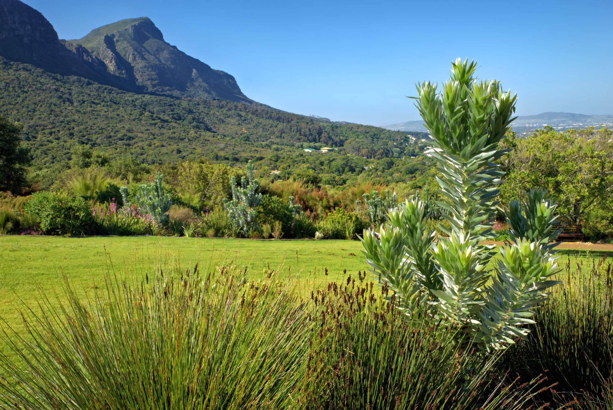 Botanischer Garten Kirstenbosch